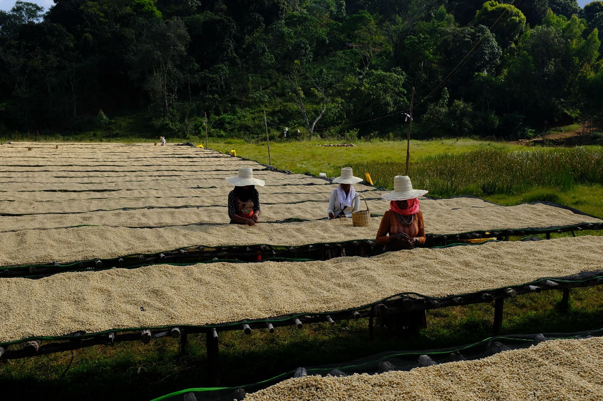 Kolla Bolcha - Ethiopia